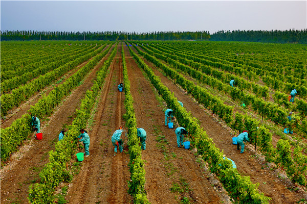 葡萄园vineyard.jpg